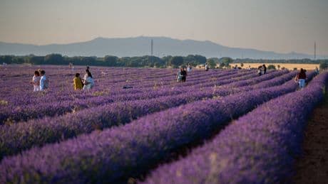 La lavanda se marchita