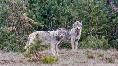 Aangelijnde hond vermoedelijk gebeten door wolf in Barneveld