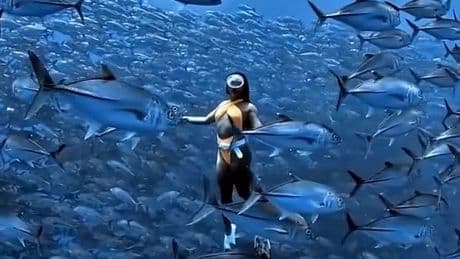 Atemberaubende Unterwasserszene - Taucherin im Fisch-Tornado
