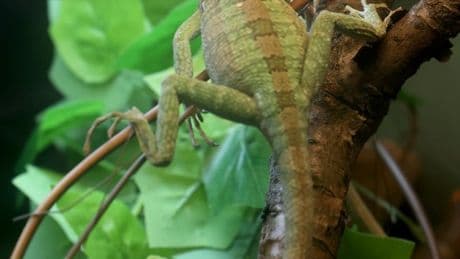 Baby lizard hatched at British zoo after extremely rare ‘virgin birth’