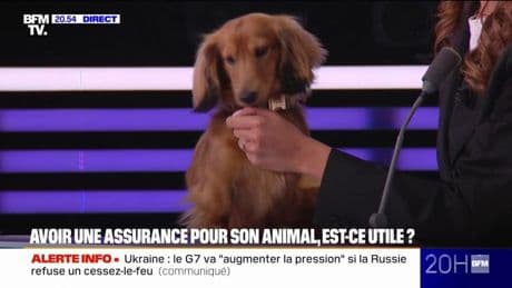 LE CHOIX D'AMÉLIE - Avoir une assurance pour son animal, est-ce utile ?