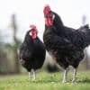 Coq, poules… A-t-on vraiment le droit de détenir des animaux de basse-cour quand on vit en ville ?