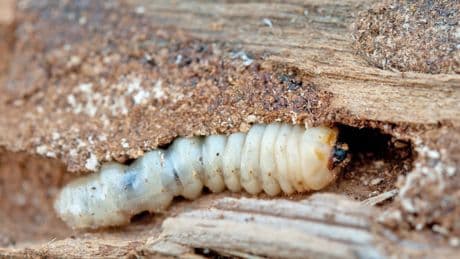 Holzwurmbefall verhindern: Diese Maßnahmen schützen Ihr Holz