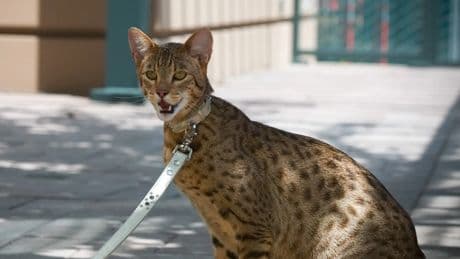 Las razas de felinos híbridos, en busca de la belleza salvaje a pesar del alto coste de su cría
