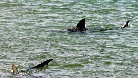 Israel shark attack: Human remains found in hunt for missing swimmer