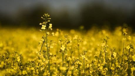 Alberta government says canola tariffs are a “devastating blow” to farmers