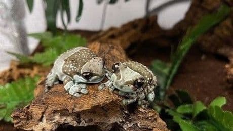New froglets leap into the world at Amazonia in M&D’s