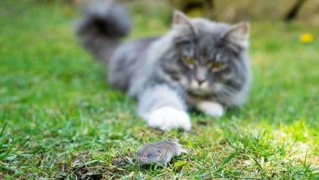 Vor allem Katzenbesitzer betroffen - Toter durch Bornavirus