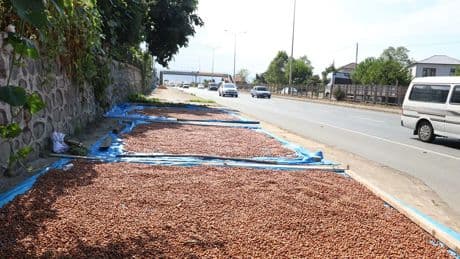 Karadeniz'de kaldırımlarda fındık kurutma mesaisi başladı