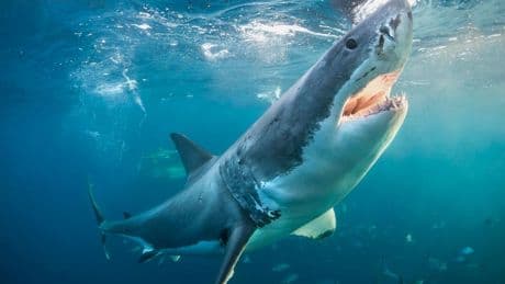 Every Year, Hundreds Of Great White Sharks Travel To A Remote Spot In The Pacific Ocean — No One Knows Why