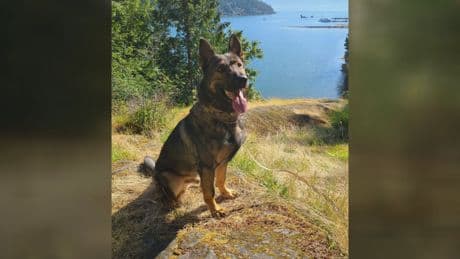Police dog slashed with knife during Surrey, B.C. arrest