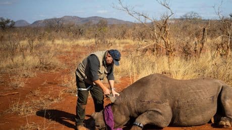 There’s an Effective Way to Deter Rhino Poachers, a New Study Finds