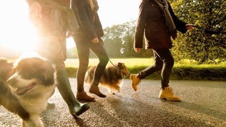 Brits warned over hidden autumn dog dangers that could cost owners thousands