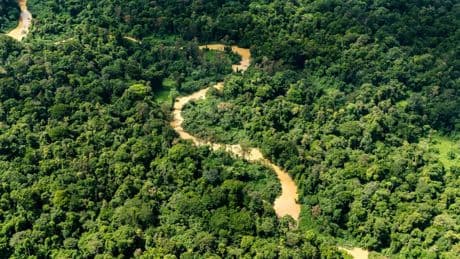 La Cour des comptes critique la sous-exploitation de la forêt guyanaise