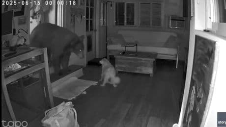 El acto de valentía de un perro por defender su hogar: se enfrentó a un oso que había entrado