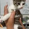 Tierheime sind am Limit: Warum in Deutschland so viele Straßenkatzen leiden müssen