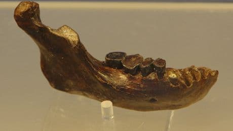 Préhistoire : ce que l’on sait du nouveau fossile d’homme de Denisova découvert en mer de Chine