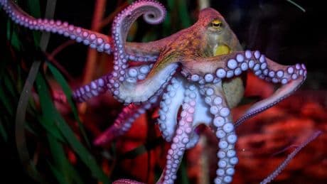 Oktopus oder Tintenfisch: Was ist der Unterschied?