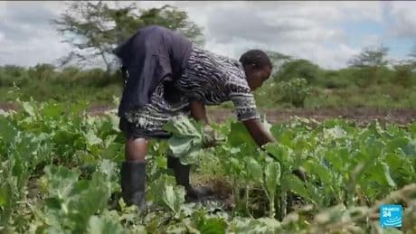 Kenya: how brokers have turned the agricultural economy upside down