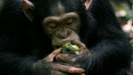 What the heck is ‘scrumping’? Why humans are so good at digesting alcohol