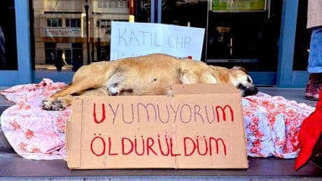 Çankaya Belediyesi'nin sokaktan aldığı köpek öldü, hak savunucuları belediye önünde protestoya başladı