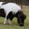 Man bekent pony acht keer seksueel te hebben misbruikt, 15 maanden cel geëist