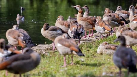 „Nilgänse legen sich mit Störchen, Schwänen oder anderen bedrohten Wasservögeln an“