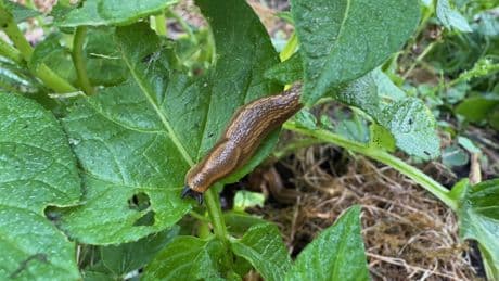 Sommersaison: Lavagranulat zur Schnecken-Abwehr 60 Prozent günstiger: Die Garten-Angebote am Montag
