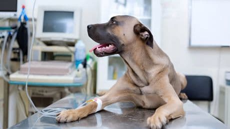 Anatomía canina: ¿tienen los perros grupo sanguíneo como las personas?