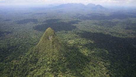Ancient structure that may be ‘world’s tallest’ discovered in Amazon rainforest