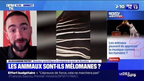 Les animaux peuvent-ils apprécier la musique comme les humains? BFMTV répond à vos questions