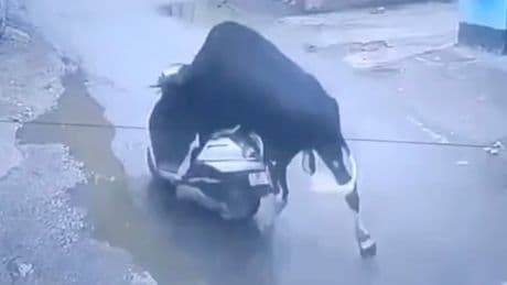 Plötzlich legt er los - Stier vergreift sich am Roller