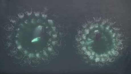 Unos investigadores se han puesto a "hablar" con las ballenas con un objetivo: aprender a comunicarnos con extraterrestres