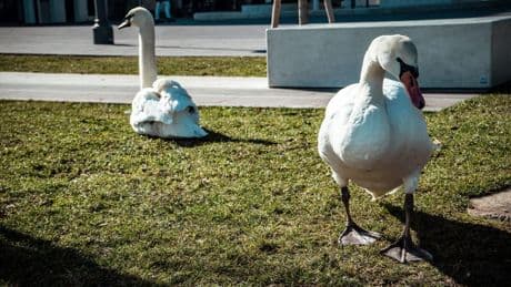 Gardasee-Schwäne umgesiedelt: Falsche Fürsorge endet teils tödlich
