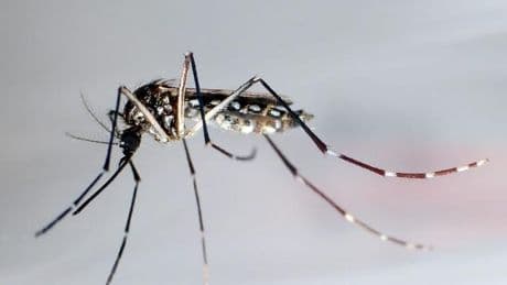 Nahe Baden-Württemberg: Tropenvirus angekommen: Wie gefährlich ist Chikungunya?