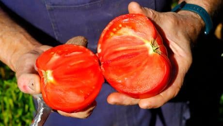 Ereño elegirá el domingo sus mejores tomates