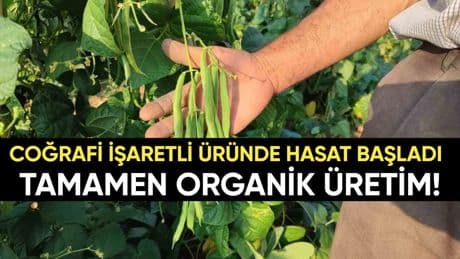 Tamamen organik tarımla üretiliyor! Günde 600 kiloya kadar ürün elde ediyorlar: Coğrafi işaretli üründe 10 yıllık üretim