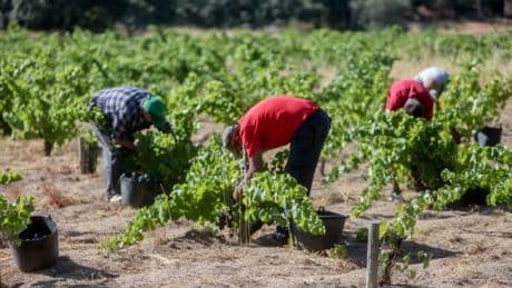 Logements insalubres, 10 heures de travail par jour, salaires dérisoires… Ce qu’il faut savoir du procès pour traite d’êtres humains de 57 vendangeurs en Champagne