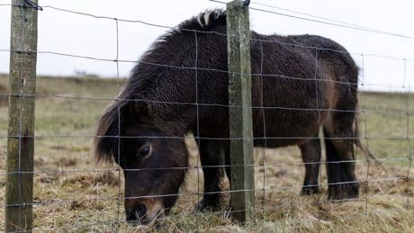 Vijftien maanden cel geëist tegen man die shetlandpony seksueel misbruikte