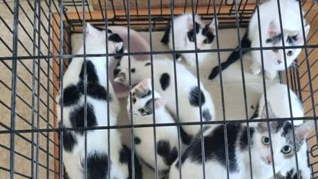 Dertien verwaarloosde inteelt-katten aangetroffen in woning Roosendaal: ’Vergroeiingen in rug en poten’