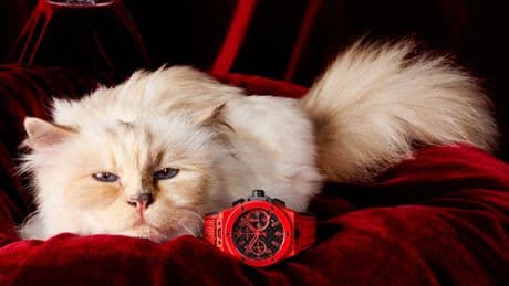 Choupette, la gata más mimada del mundo, embajadora de una marca de relojes de lujo