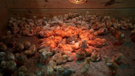 Shipment of thousands of chicks found abandoned in USPS truck now overwhelming an animal shelter