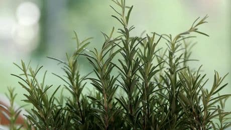 Así puedes eliminar las malas hierbas de tu jardín sin necesidad de usar herbicidas