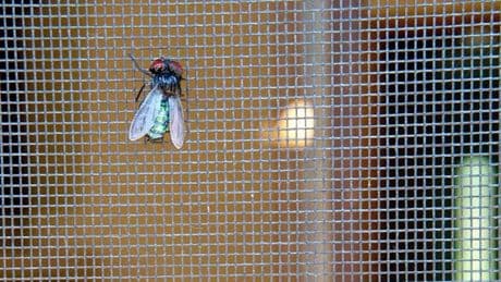 Reißverschluss am Fliegengitter – ein Symbol für sinnlose deutsche Regelkunst