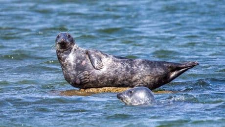 Tiere: Polizei in Hamburg rettet verletzte Robbe aus Elbe