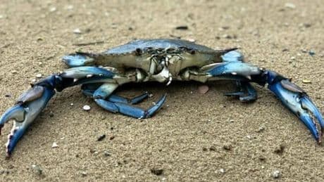 Granchio blu, pescati 300 quintali di esemplari in 8 ore. Il Consorzio di Rovigo: «La presenza del crostaceo è esplosa»