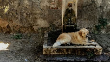 300 chiens victimes de coups de chaleur par an: ces astuces pour garder votre animal au frais