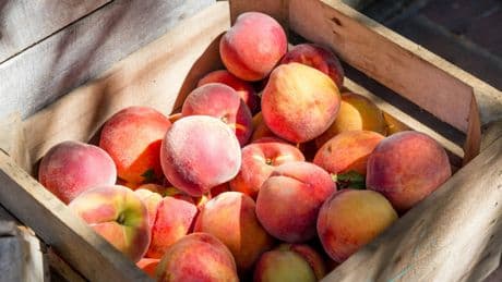 Si les échanges alimentaires mondiaux s'arrêtaient, un seul pays sur Terre serait autosuffisant