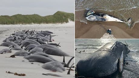 Scientists are baffled by an 'exponential' increase in whale and dolphin strandings in Britain - as they reveal the surprising potential causes