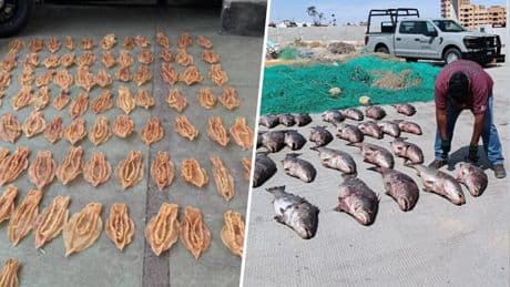 México le ha declarado la guerra a un contrabando que está rompiendo el mercado chino: la "cocaína del mar"